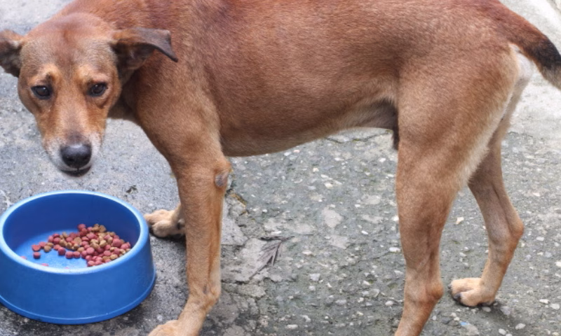 A Prefeitura de Jacareí publicou, nesta semana, a regulamentação do Programa “Banco de Ração, Medicamentos e Utensílios para Animais”, previsto na Lei nº 6.771/2025.