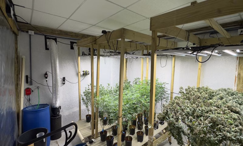 Uma operação da Polícia Civil realizada na manhã da última sexta-feira (7) resultou na apreensão de uma grande quantidade de maconha cultivada em ambiente controlado no município de