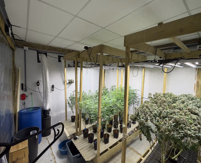 Uma operação da Polícia Civil realizada na manhã da última sexta-feira (7) resultou na apreensão de uma grande quantidade de maconha cultivada em ambiente controlado no município de