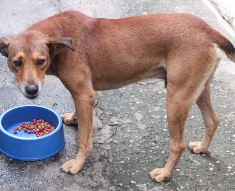 A Prefeitura de Jacareí publicou, nesta semana, a regulamentação do Programa “Banco de Ração, Medicamentos e Utensílios para Animais”, previsto na Lei nº 6.771/2025.