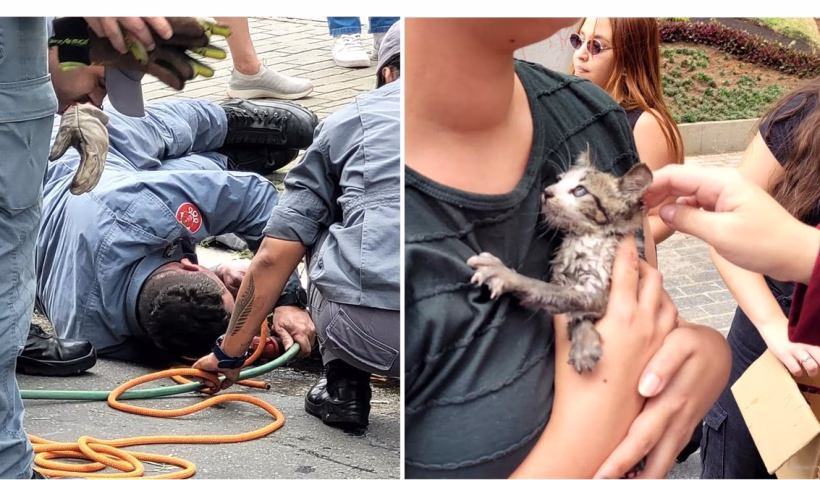 Bombeiros resgatam filhote de gato preso em tubulação em SJC