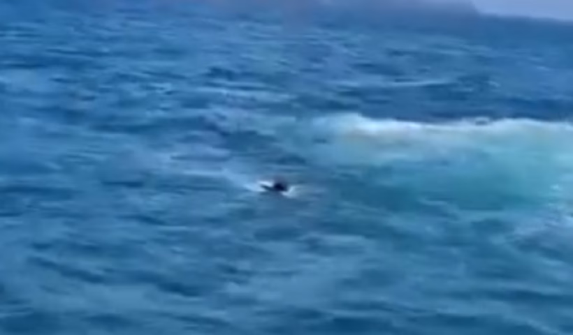 Cachorro é resgatado após cair no mar em São Sebastião