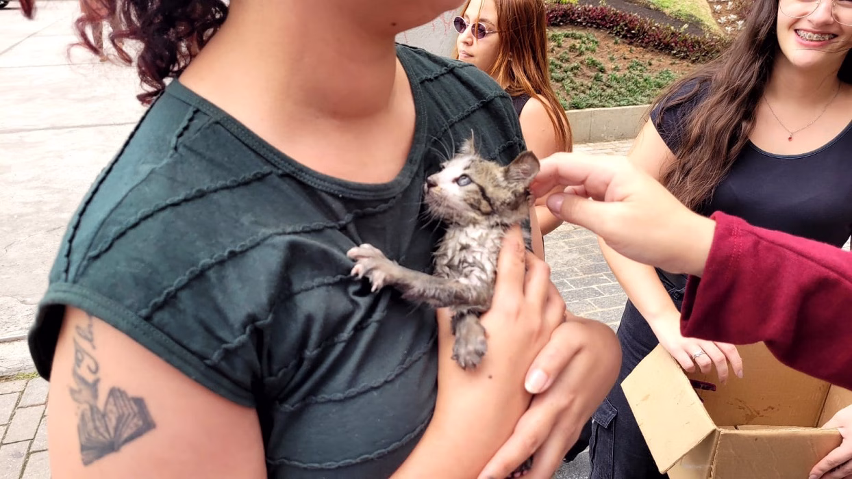 Bombeiros resgatam filhote de gato preso em tubulação em SJC