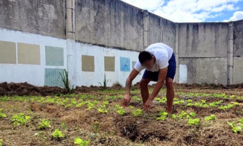 A Fundação CASA Tamoios, em São José dos Campos, deu início em setembro a um projeto de horta comunitária que vem transformando a rotina de