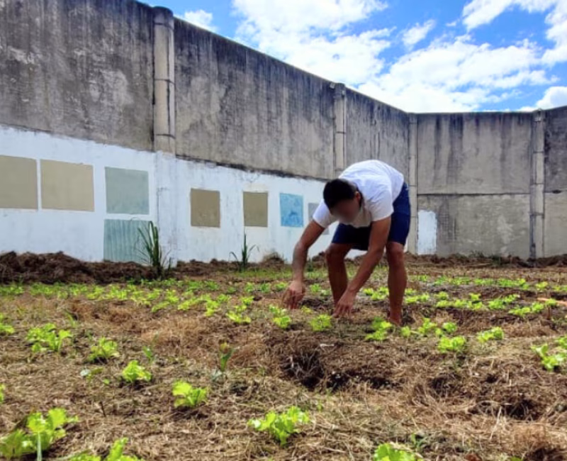 A Fundação CASA Tamoios, em São José dos Campos, deu início em setembro a um projeto de horta comunitária que vem transformando a rotina de