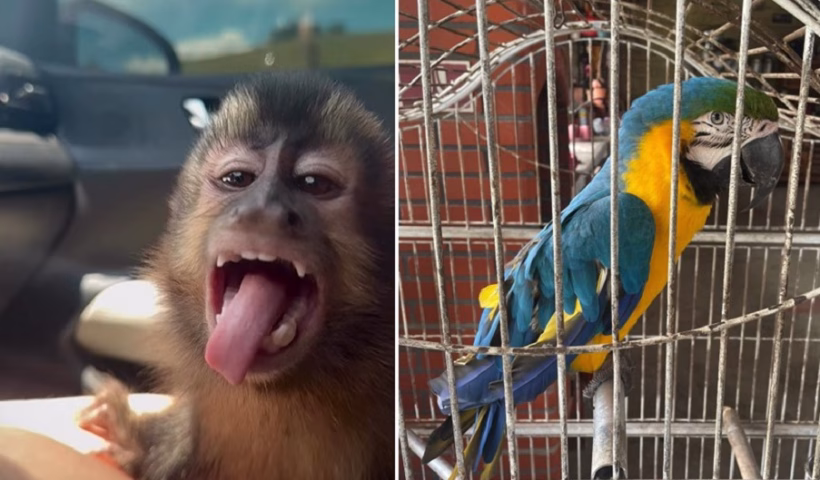 Ibama e polícia apuram posse irregular de animais exóticos no Vale do Paraíba