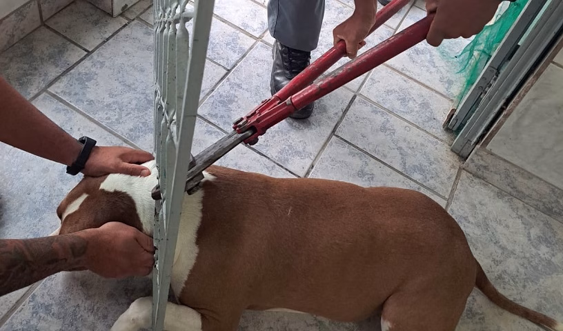 Bombeiros resgatam cachorro preso em grade de portão em Caraguatatuba