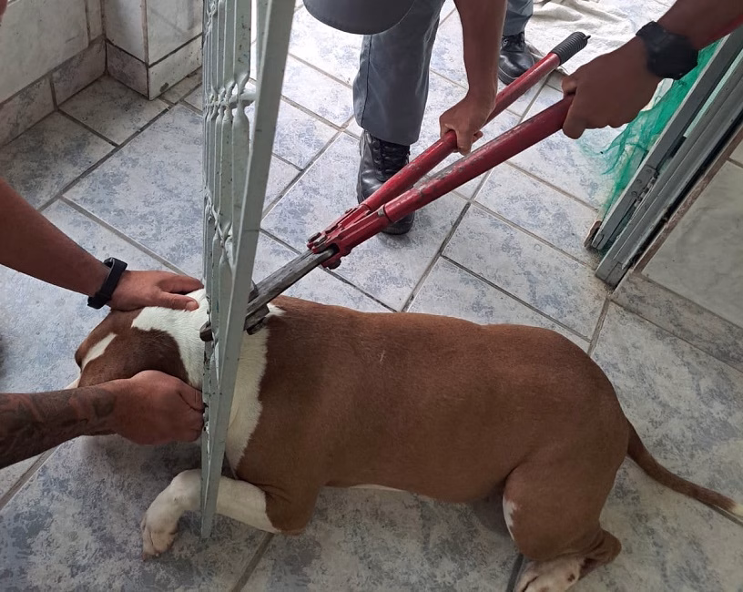 Bombeiros resgatam cachorro preso em grade de portão em Caraguatatuba