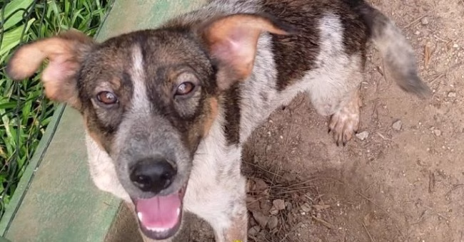 Canil de Ubatuba está com quase 80 animais para adoção