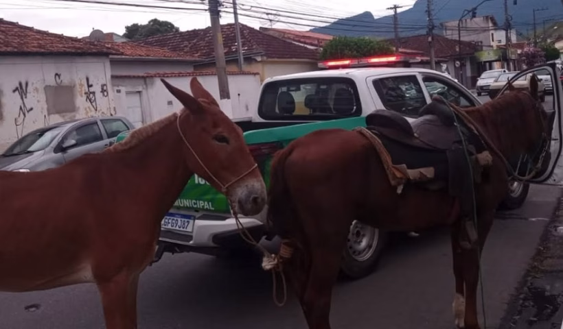 Cavalos são resgatados após denúncia de maus-tratos em Cruzeiro