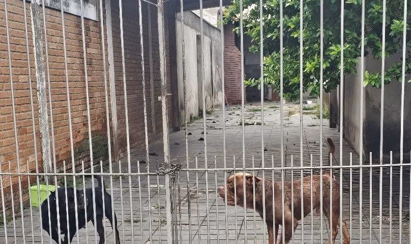 Vizinhos denunciam abandono de cães no Jardim Satélite, em SJC
