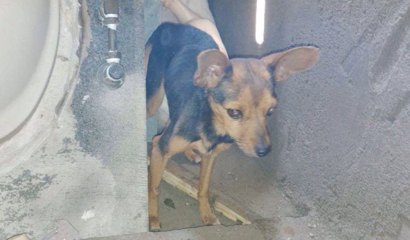 Polícia apura denúncia de maus-tratos a cães em Caçapava