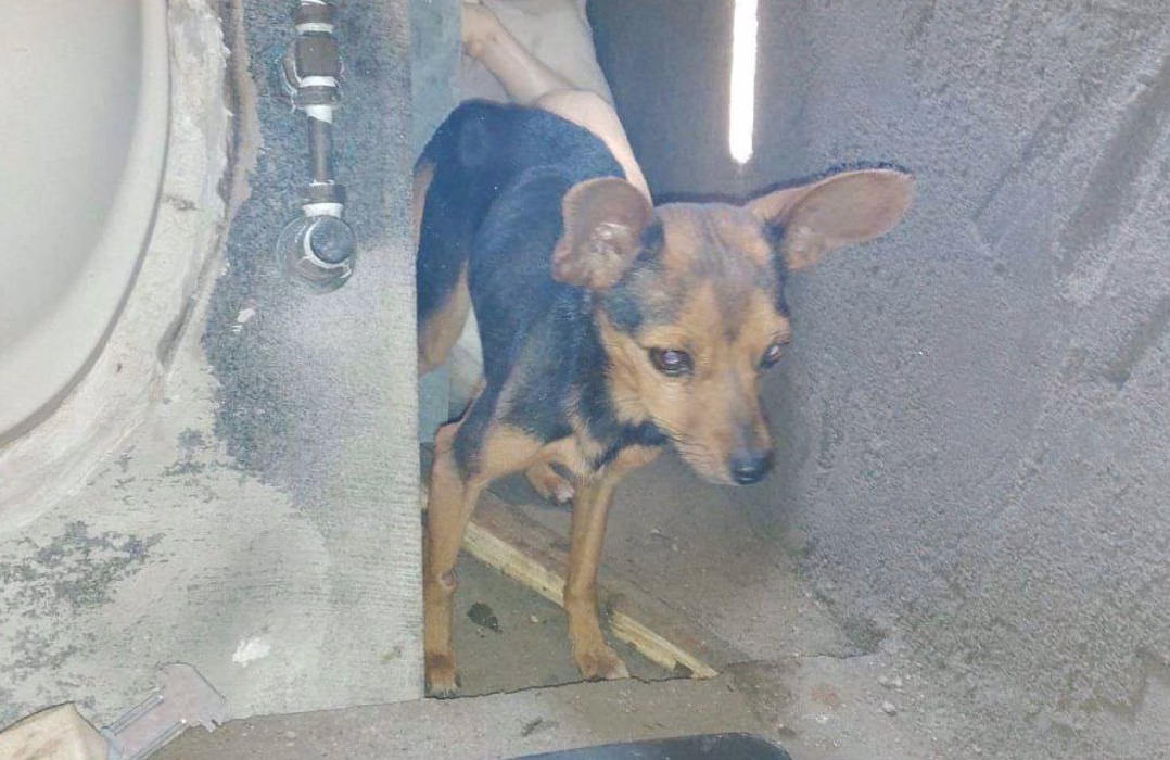 Polícia apura denúncia de maus-tratos a cães em Caçapava
