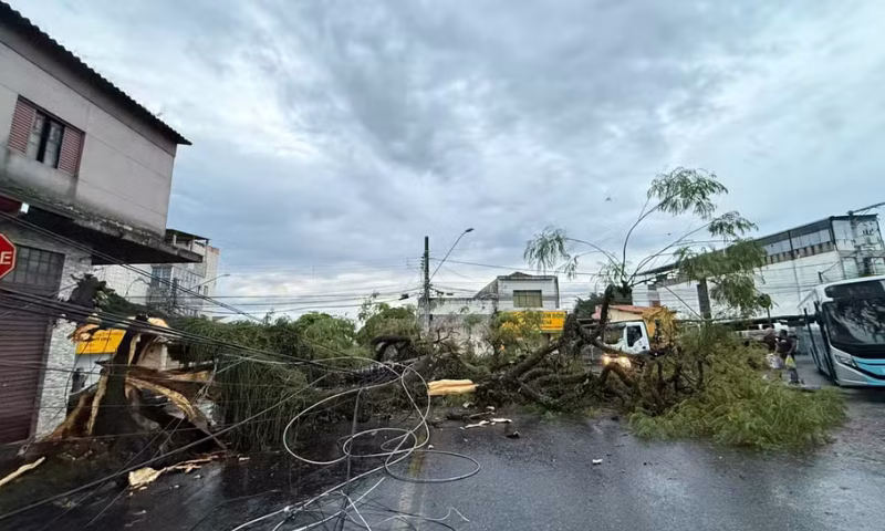 Uma árvore de grande porte caiu na região central de São José dos Campos e provocou danos significativos à rede elétrica nesta sexta-feira.