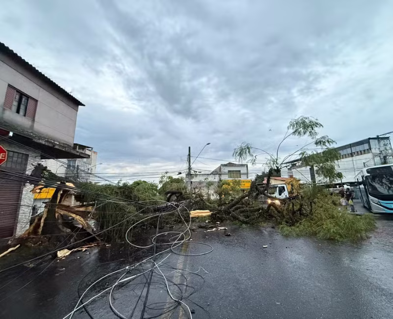 Uma árvore de grande porte caiu na região central de São José dos Campos e provocou danos significativos à rede elétrica nesta sexta-feira.