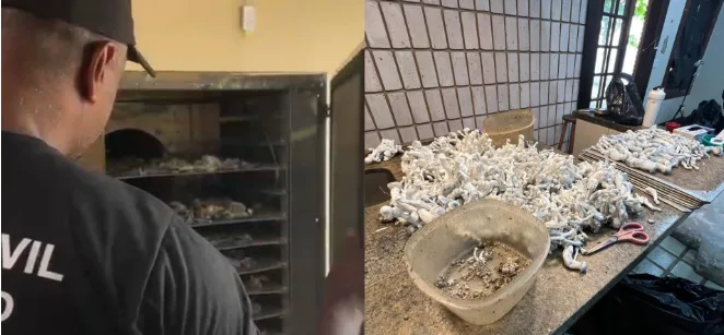 Polícia desmonta plantação de cogumelos alucinógenos em Ubatuba; homem é preso