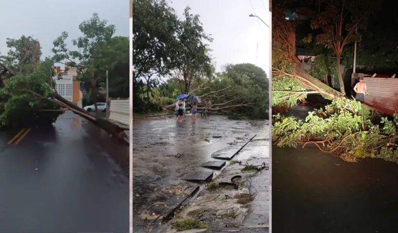 Temporal com ventos fortes derruba mais de 30 árvores e provoca estragos em Taubaté