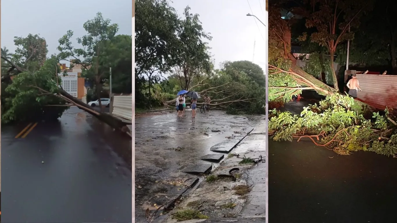 Temporal com ventos fortes derruba mais de 30 árvores e provoca estragos em Taubaté