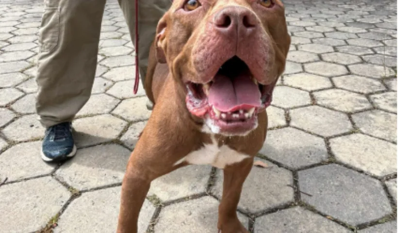 Pitbull é abandonado em abrigo da Prefeitura de Jacareí