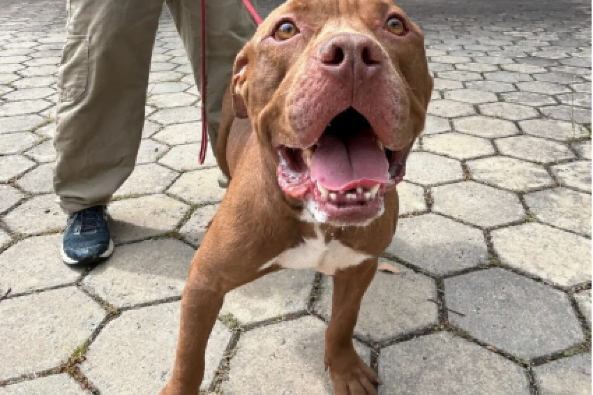 Pitbull é abandonado em abrigo da Prefeitura de Jacareí