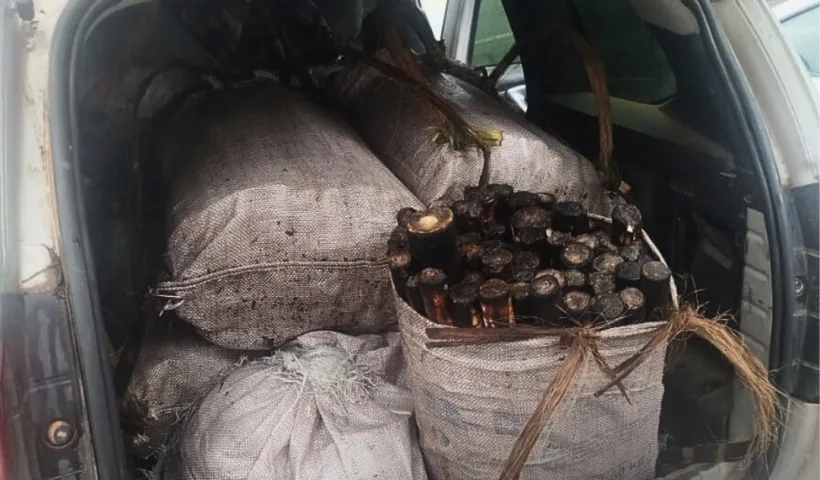extração ilegal de palmito em Monteiro Lobato
