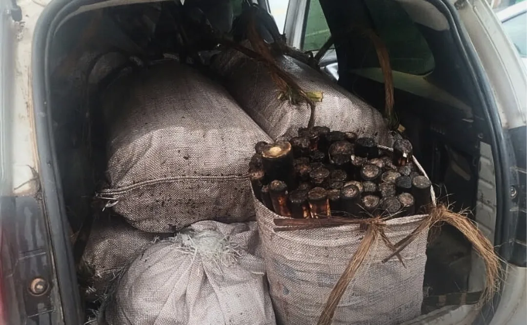 extração ilegal de palmito em Monteiro Lobato