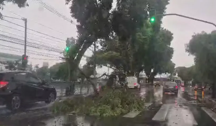 Chuva com ventos de até 125 km/h derruba árvores e mobiliza equipes em São José dos Campos