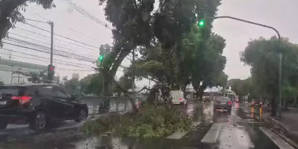 Chuva com ventos de até 125 km/h derruba árvores e mobiliza equipes em São José dos Campos