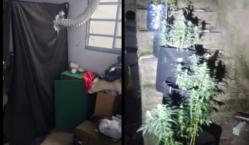 Agressão à mulher leva PM a estufas de maconha em SJC
