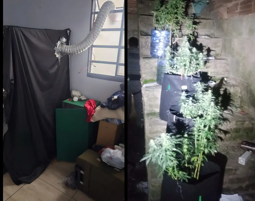 Agressão à mulher leva PM a estufas de maconha em SJC