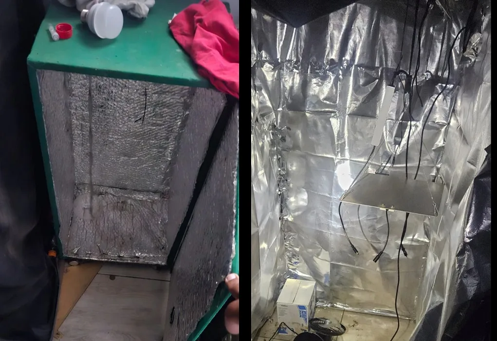 Agressão à mulher leva PM a estufas de maconha em SJC