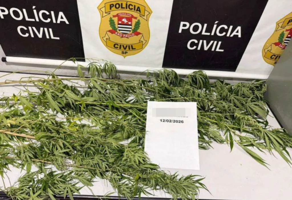 PM apreende pés de maconha e caso é tratado como consumo pessoal, em Jacareí