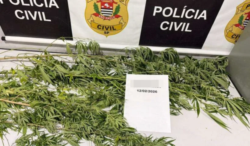 PM apreende pés de maconha e caso é tratado como consumo pessoal, em Jacareí