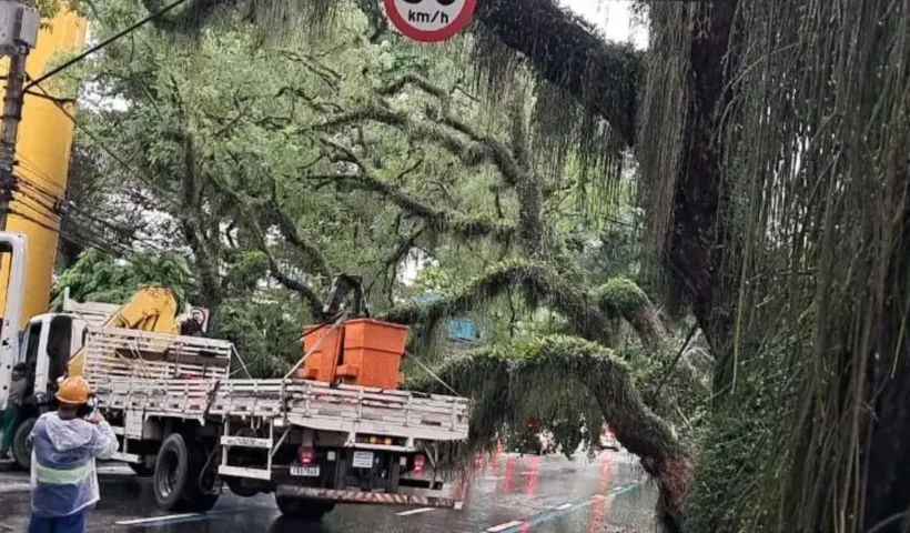 Queda de árvores interdita vias e afeta trânsito em São José dos Campos