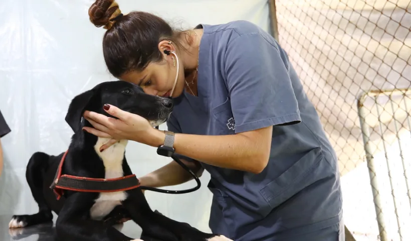 Castração e microchipagem de pets em São José dos Campos