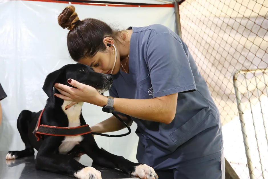 Castração e microchipagem de pets em São José dos Campos