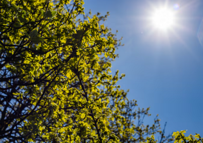 Sol entre árvores, temperatura amena
