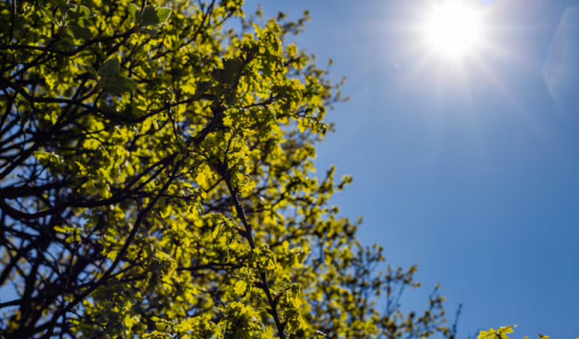 Sol entre árvores, temperatura amena