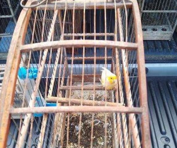 O suspeito foi autuado em flagrante por crime ambiental, mas pagou fiança no valor de R$ 1.600 e responderá ao processo em liberdade.
