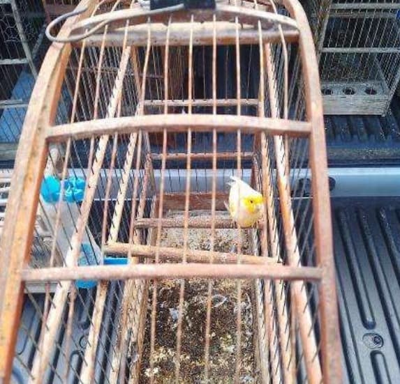O suspeito foi autuado em flagrante por crime ambiental, mas pagou fiança no valor de R$ 1.600 e responderá ao processo em liberdade