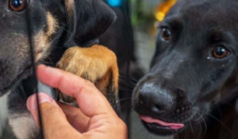Caraguatatuba abre vagas para castração de cães e gatos nesta semana
