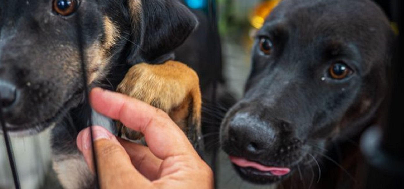 Caraguatatuba abre vagas para castração de cães e gatos nesta semana