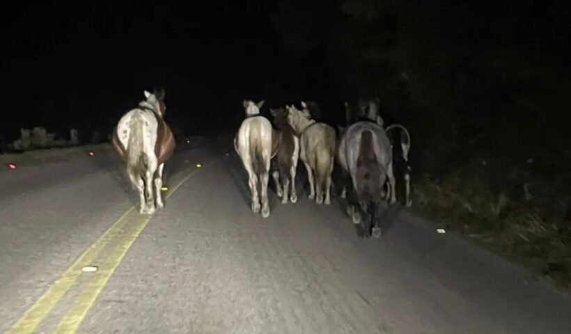 Acidente com cavalos na pista mata motociclista em Taubaté