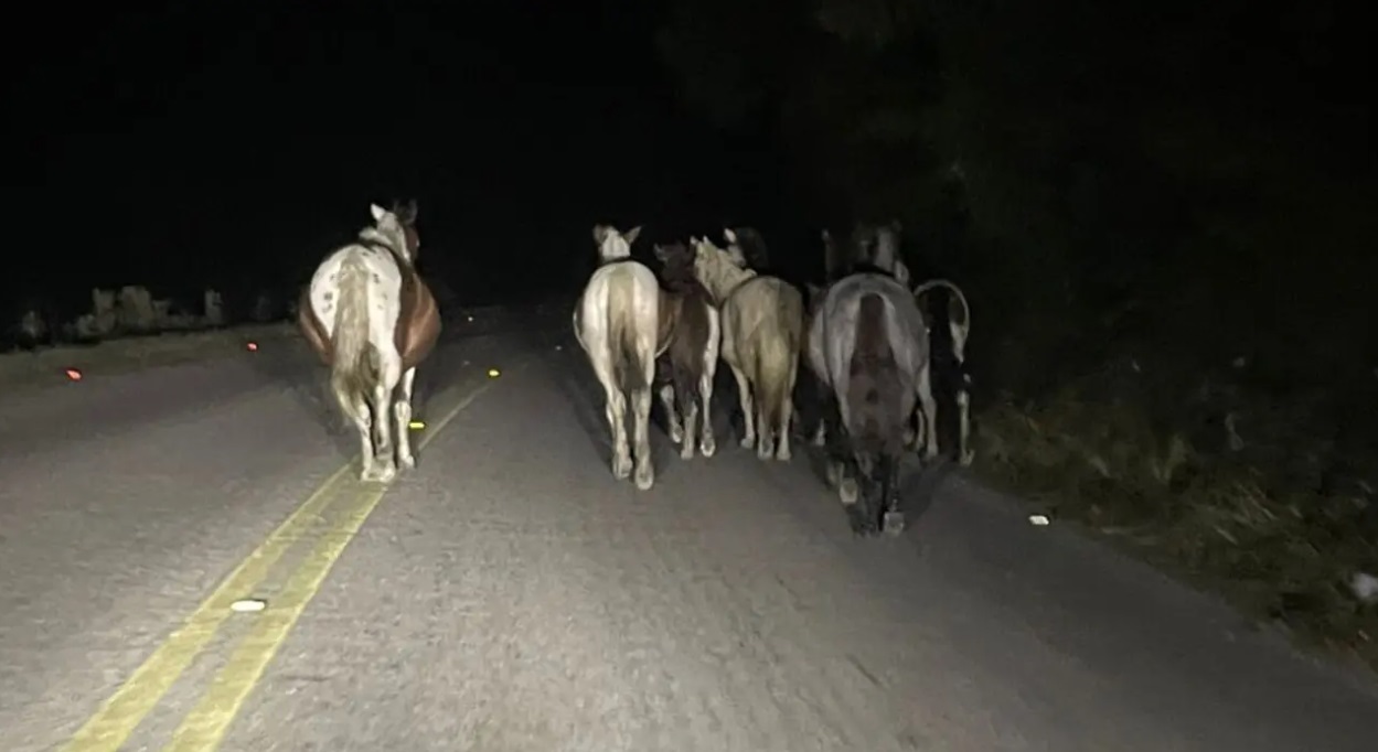 Acidente com cavalos na pista mata motociclista em Taubaté