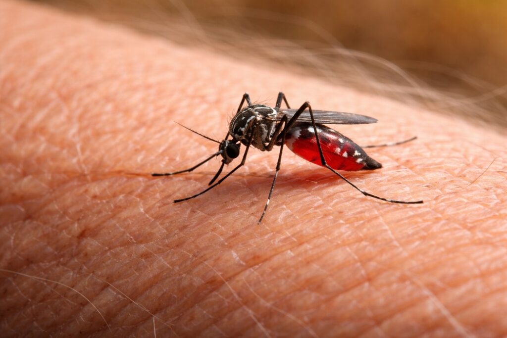 mosquito da dengue na pele humana