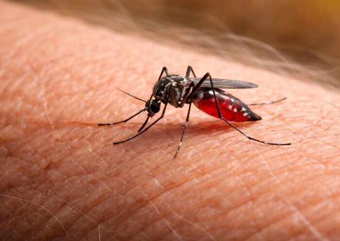 mosquito da dengue na pele humana; taubaté , nona morte por dengue registra a terceira morte por dengue na cidade