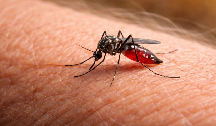 mosquito da dengue na pele humana; taubaté registra a terceira morte por dengue na cidade