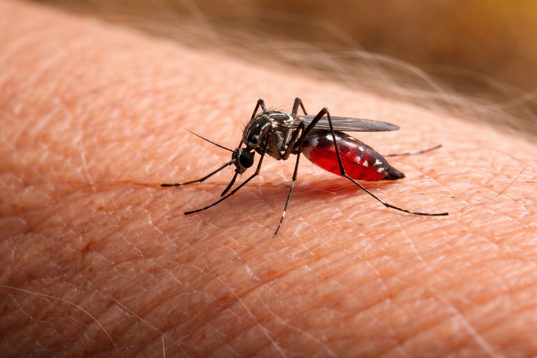 mosquito da dengue na pele humana; taubaté , nona morte por dengue registra a terceira morte por dengue na cidade