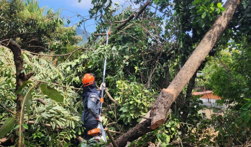 Queda de árvores atinge casas e bloqueiam vias no Litoral Norte