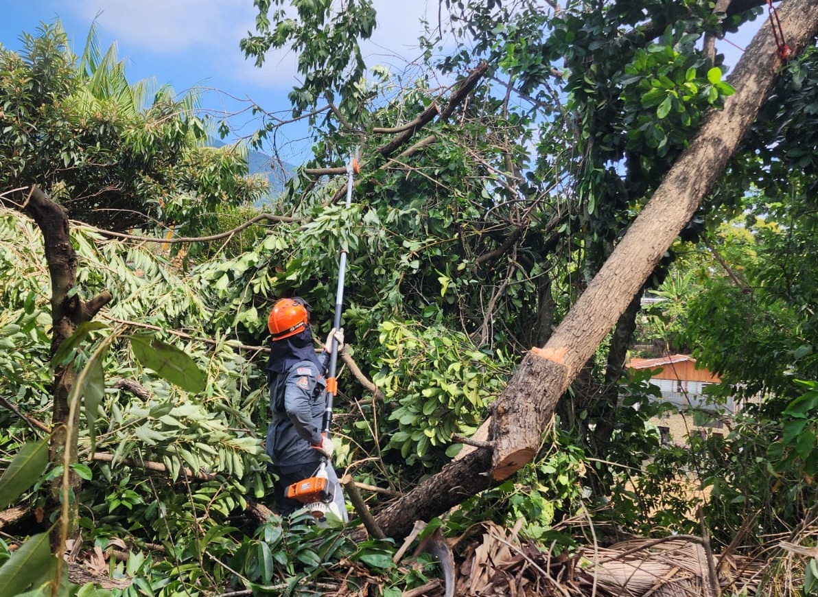 Queda de árvores atinge casas e bloqueiam vias no Litoral Norte
